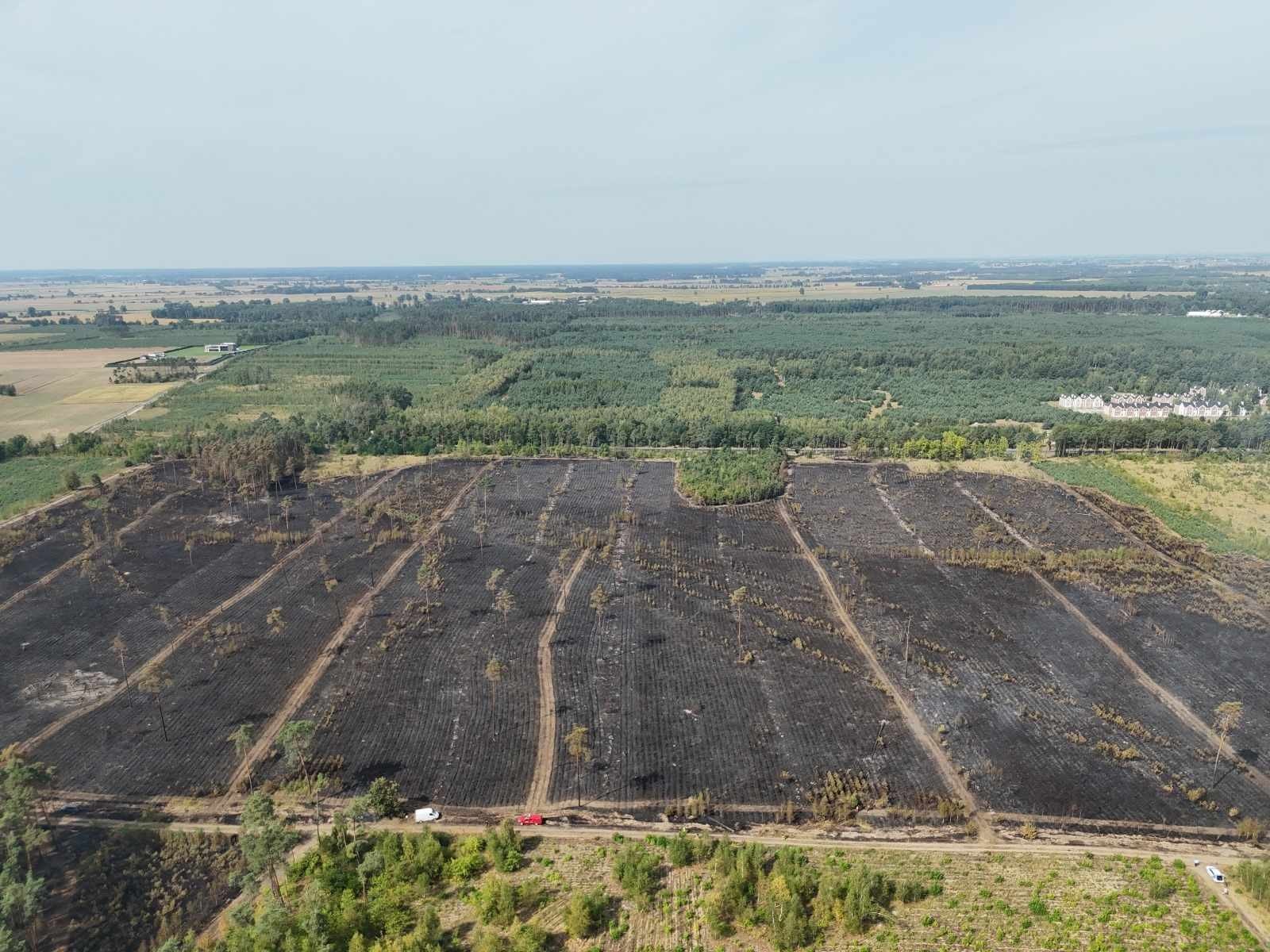 Tak wygląda spalony las w Cielimowie Mamy nowe zdjęcia Gniezno Nasze