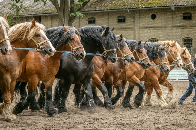 Przyszli uczniowie kierunku technik hodowca koni praktyczne zajęcia będą mieli ze współpracującą z Zespołem Szkół Rolniczych - Stadniną Koni Nowe Jankowice