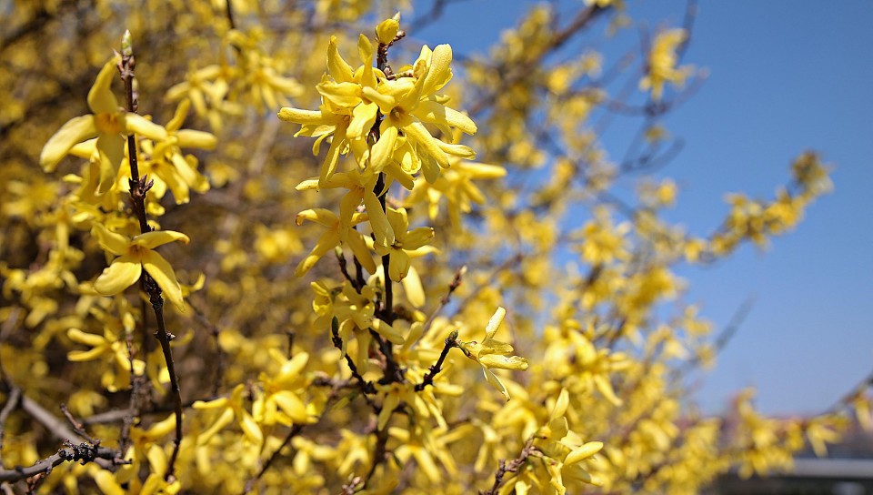 Forsycje, jedne z krzewów, które kwitną wiosną i należy je...