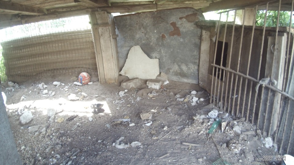 Chore i głodne zwierzęta znaleziono na jednej z działek w Szamotułach. "Stopień ich zaniedbania był przerażający"