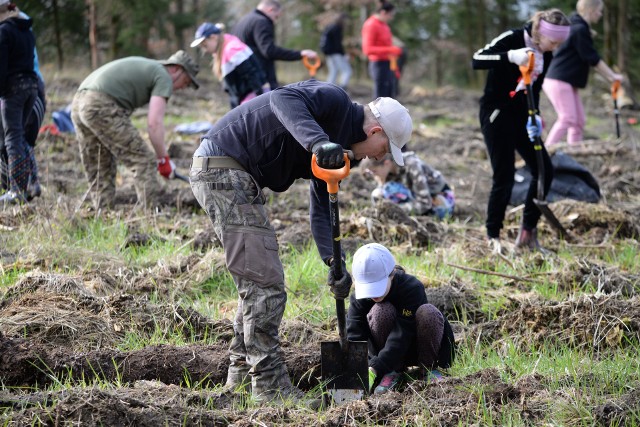 Krajeńscy harcerze brali w udział w wiosennej akcji sadzenia lasu w Nadleśnictwie Runowo.