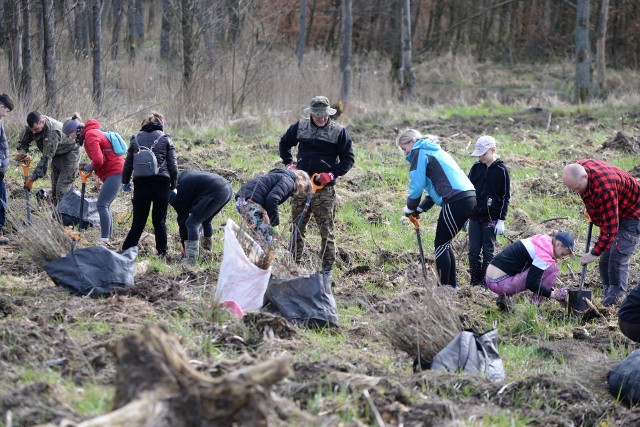 Krajeńscy harcerze wzięli udział w wiosennej akcji sadzenia drzewek w Nadleśnictwie Runowo.