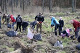 Wiosenna akcja sadzenia lasu w Nadleśnictwie Runowo z harcerzami. Zobacz zdjęcia