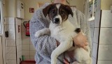 Psy do adopcji w Toruniu - te zwierzęta oczekują na nowy dom w schronisku