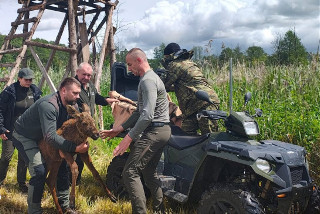 Matka nie wróciła do niego. Łoszak uratowany!