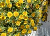 Ten kwiat kocha słońce. Jest idealny do ogrodu i na balkon