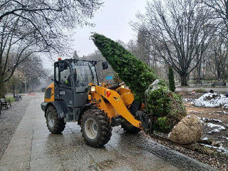 Tuje na Plantach posadzone. Poprzednie miały raptem kilka lat