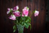 Jak przywrócić życie opadającym różom w wazonie? Wypróbuj prosty sposób, żeby róże się podniosły. Działa od lat! Pomoże też innym kwiatom