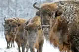 East Side Story. O frazesach, działaniach na rzecz młodych i zrównoważonego rozwoju