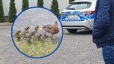 Kaczka z pisklętami eskortowana przez grodziskich policjantów
