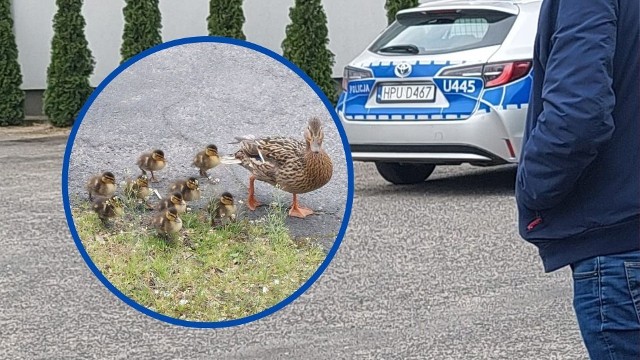 W stawie w Parku Miejskim w Pleszewie znaleziono martwe kaczki. Sprawą zajęła się Straż Miejska
