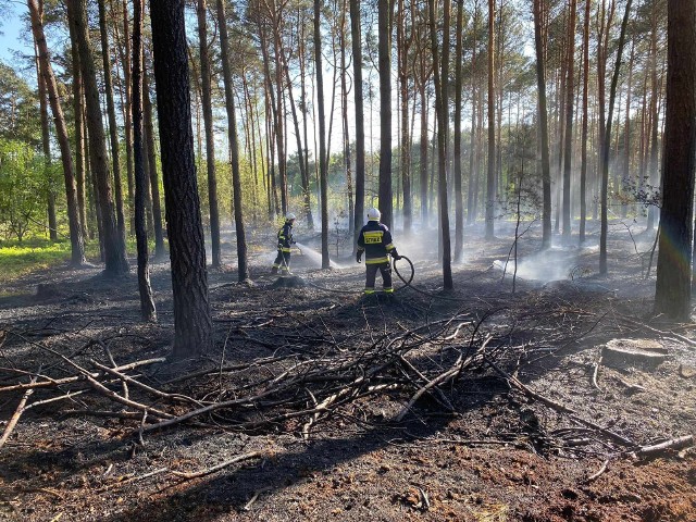 30 kwietnia 2024 roku dyspozytor stanowiska kierowania Komendy Powiatowej Państwowej Straży Pożarnej w Pleszewie otrzymał zgłoszenie o pożarze lasu w miejscowości Nowolipsk w gminie Chocz. Na miejsce zadysponowano pięć zastępów, które uporały się z zagrożeniem