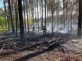 Pięć zastępów straży zmagało się z pożarem lasu