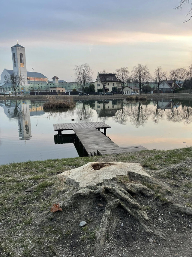Po wycince drzew nad stawem przy Mickiewicza. Będą nowe nasadzenia