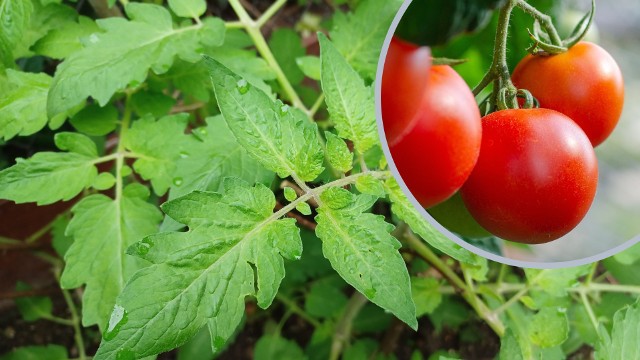 Usuwanie liści pomidorów: hit czy kit? Sprawdź, czy, kiedy i jak to zrobić, żeby rzeczywiście dobrze zadziałało