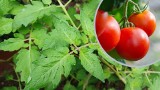 Usuwanie liści pomidorów: hit czy kit? Sprawdź, czy i jak to zrobić