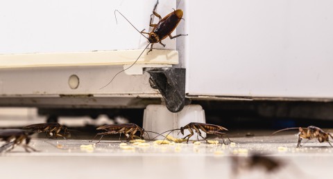 Plaga karaluchów w mieszkaniach. Genialny trik na wykurzenie robaków z domu