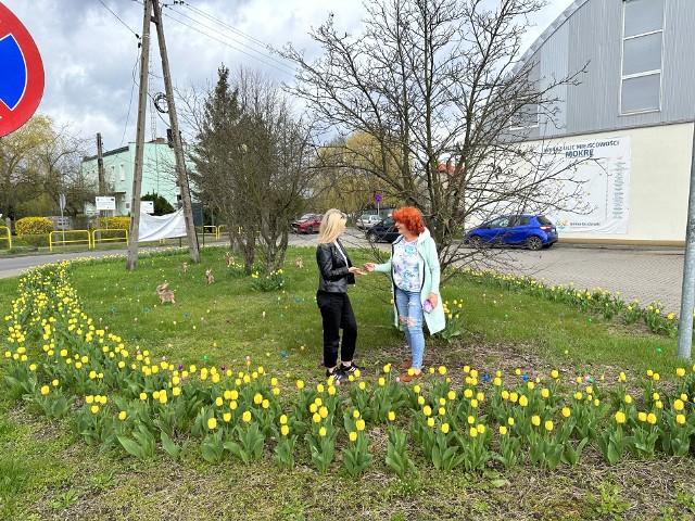 Skwer tulipanowy w Mokrem pod Grudziądzem