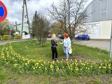 Skwer tulipanowy "wyrósł" we wsi Mokre pod Grudziądzem. Mieszkańcy i przyjezdni podziwiają piękne kwiaty. Zdjęcia
