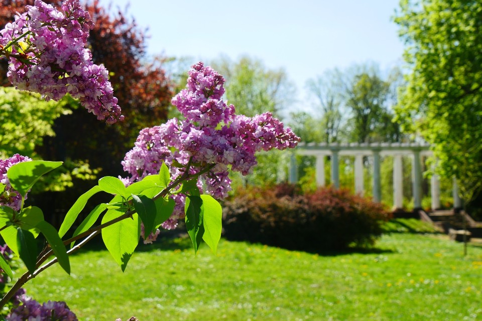 Zachwycający kwiecień w Parku Miejskim w Legnicy