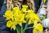 Jakie kwiaty wybrać na Dzień Matki? Symbolika i znaczenie najpopularniejszych kwiatów
