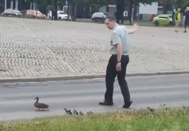 Mężczyzna sprawił, że rodzina kaczek bezpiecznie przeszła przez drogę.