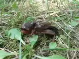 Tak podjada korzenie, że nie ma czego zbierać. Domowe sposoby mogą pomóc