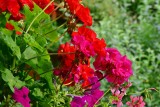 Pelargonie - jak sadzić i pielęgnować te popularne kwiaty? Praktyczne porady. Sprawdźcie!