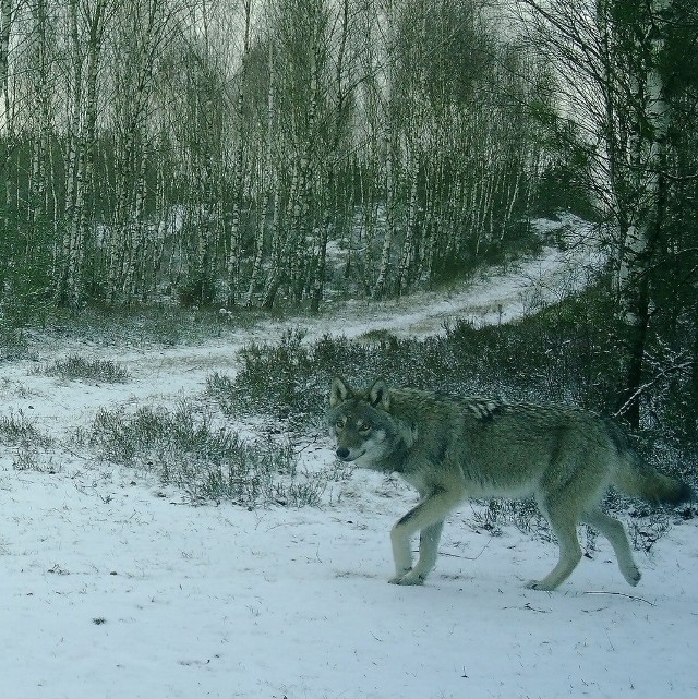Kamery umieszczone na terenie Tucholskiego Parku Krajobrazowego zarejestrowały m.in. wilki