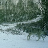 Wilki w Tucholskim Parku Krajobrazowym. Zdjęcia zarejestrowane kamerami w lesie