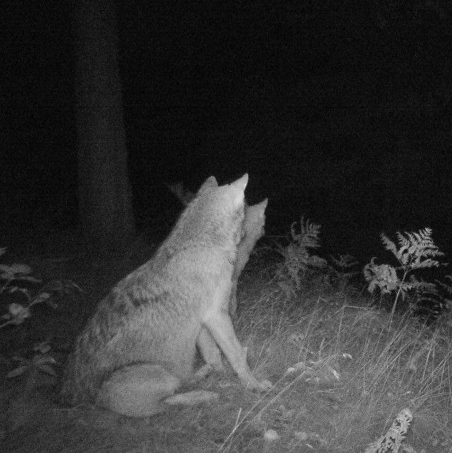 Zobaczcie zdjęcia wilków na terenie TKP. Zarejestrowały je kamery