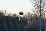 Na Podlasie wraca wiosna, a z nią bociany!