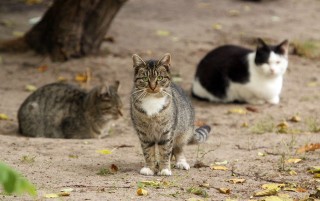 Dzień Kota: Sprawdź, co wiesz o kotach