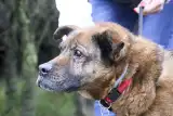Los pupila. W nocnych przypadkach właściciele muszą zdać się na cud lub 200 km jazdy