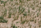 Susza w Wielkopolsce? Rolnicy alarmują, a ekspert uspokaja: „To nie jest jeszcze ten moment, żeby mówić o suszy”