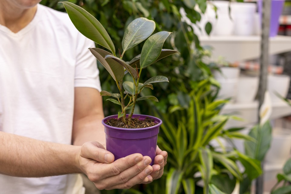 Figowiec sprężysty (Ficus elastica)