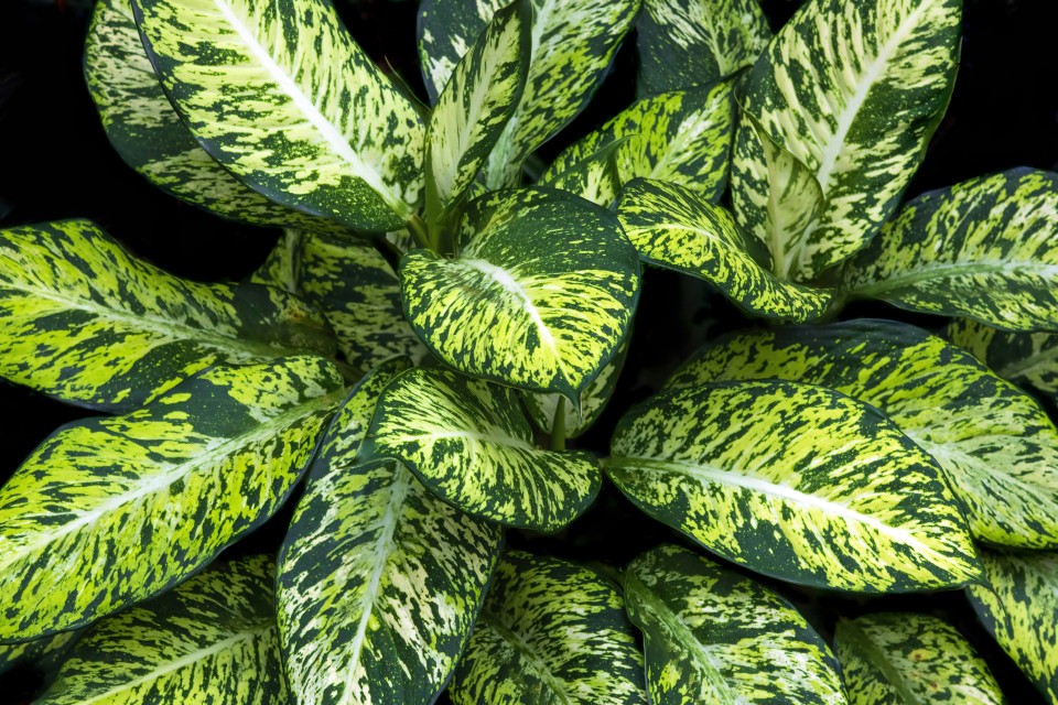 Aglaonema (Aglaonema)