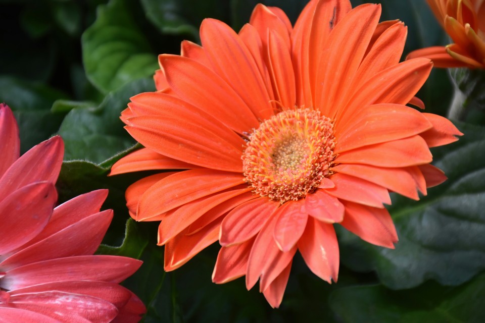 Gerbery, m.in. gerbera Jamesona (Gerbera jamesonii)