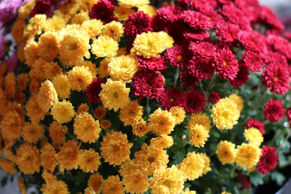 Chryzantema, złocień (Chrysanthemum)