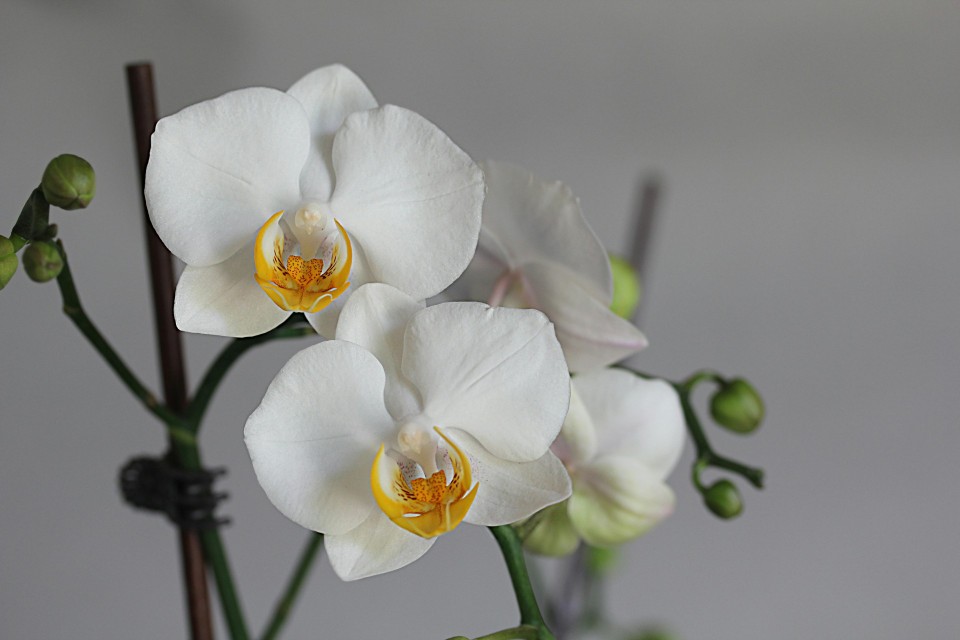 Falenopsis, storczyk ćma (Phalaenopsis)