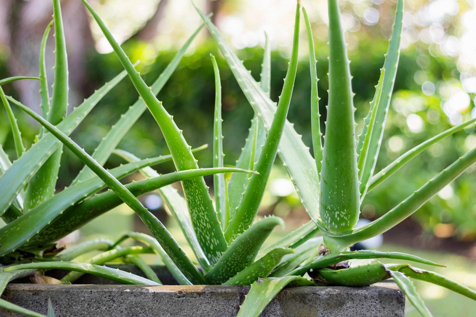 Aloes zwyczajny (Aloe vera, Aloe barbadensis)