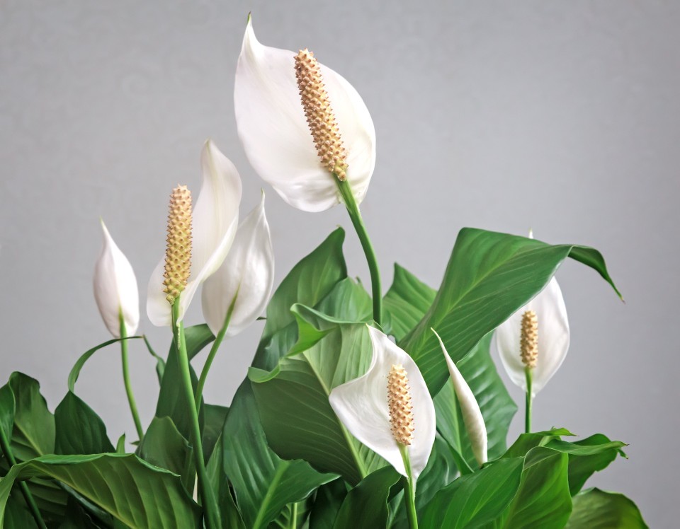 Skrzydłokwiat (Spathiphyllum)