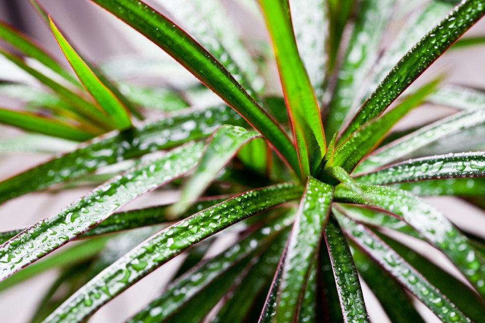 Dracena obrzeżona (Dracaena marginata)