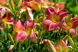 Tydzień liliowców w Ogrodzie Botanicznym. Kwitnące Piękno dla Każdego