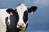 Martwe krowy w gminie Włocławek! Gospodarz ze Smólska usłyszał zarzut znęcania się nad zwierzętami