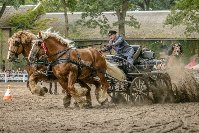 Pokazy koni ze stadniny w Nowych Jankowicach będą jedną z wielu atrakcji III Grudziądzkiego Pikniku Naukowego w Zespole Szkół Rolniczych
