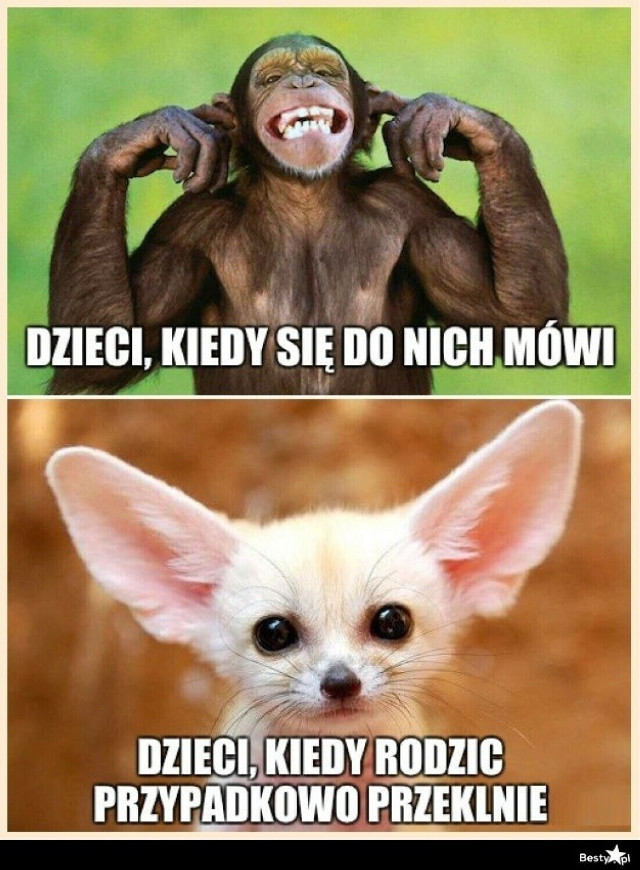 https://d-pa.ppstatic.pl/frames/pa-def/26/e1/il20250528_914088639_medium.jpg