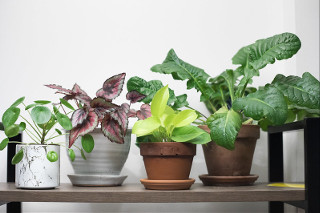 ikea ficus plant Braided Ficus Moclame Tree - 10
