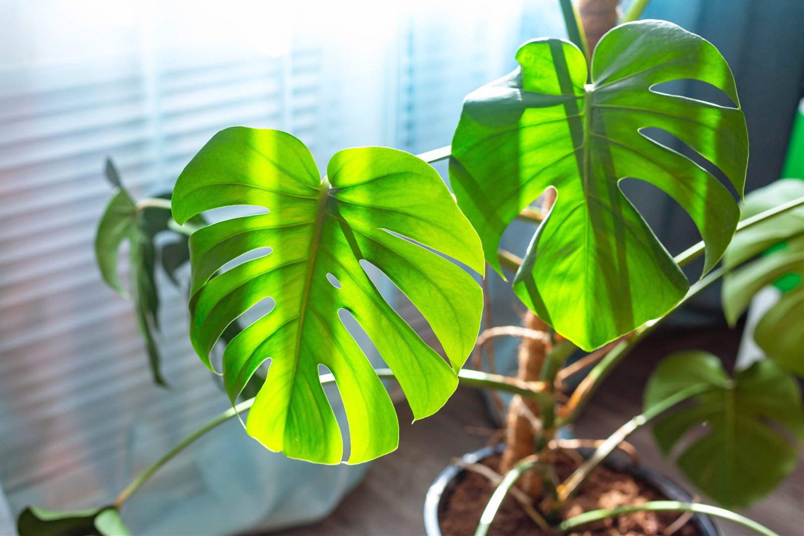 philodendron plowmanii vs mamei Philodendron PlowManii