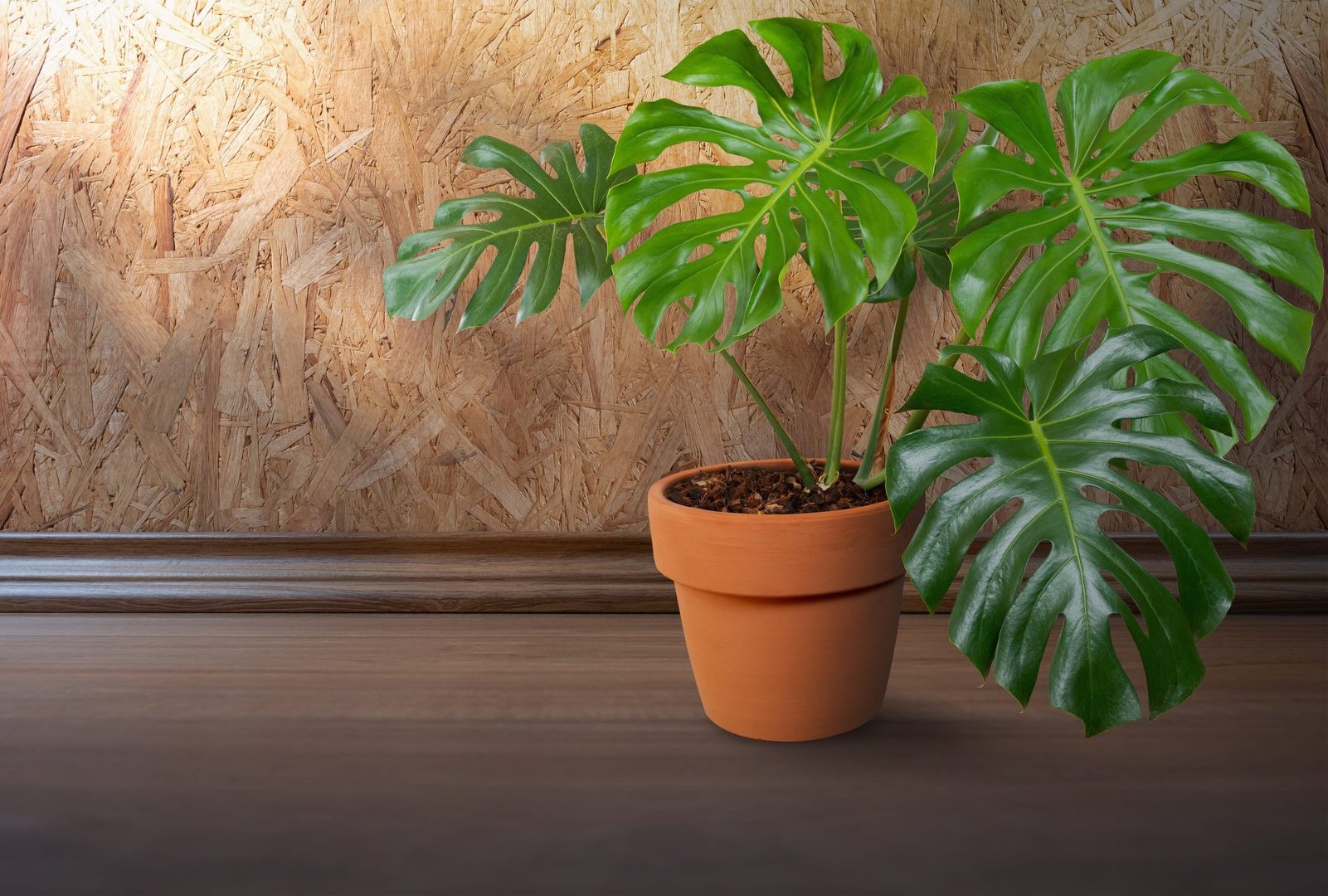 burgundy ficus plant Ficus Elastica Burgundy